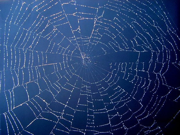 web (Spinnennetz).jpg