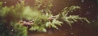ANLEIHEN-Woche #KW50 – 2024: SANHA, The Platform Group, Netfonds, Score Capital, reconcept, Ranft, Energiekontor, ABO Energy, PCC, Noratis, Werder Bremen, OSA, Multitude, VEDES, Dt. Rohstoff, Veganz, BOOSTER, Synbiotic, …