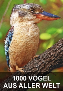 13_Vögel.JPG