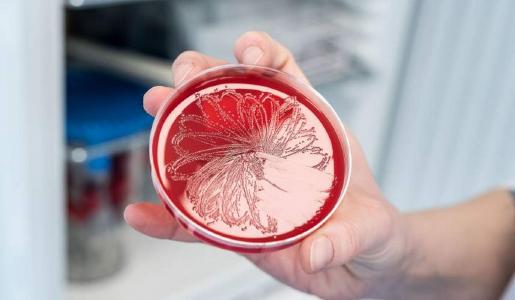 VelaLabs Microbiology