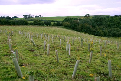 Der neu gepflanzte "OKI Wald" im englischen Sand Martin Wood in Cumbria