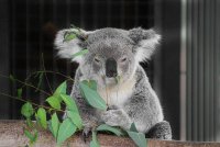The Koala – He's an Aussie, Too!