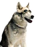 LASERVISION – Doggles® – lasersafety goggles for dogs