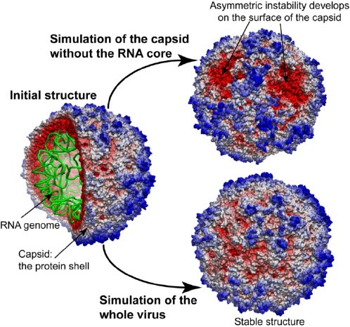 tobacco_virus_sgi_150dpi_130mm.jpg