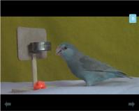 Haben Sie auch einen Vogel, der Basketball liebt?