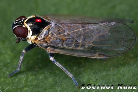 Hyalesthes obsoletus _Winden-Glasflügelzikade_laser.jpg