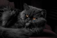 A dog has masters, a cat has servants...