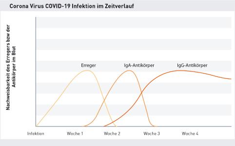 Erreger und Antikörperbildung des Corona Virus im Zeitverlauf