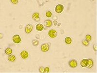 Mikroalge Chlamydomonas rheinhardtii 1:1000; Foto: C. Kontradowitz
