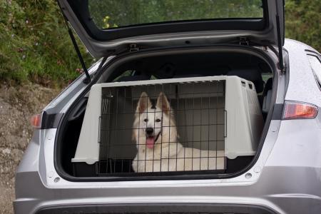 Transport von Tieren im Auto (Foto: Marcella Miriello/Shutterstock)