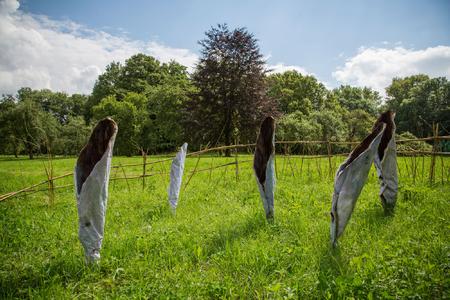 Kunst Beet Pablo Hirndorf Wildflower Foto Florian Smit