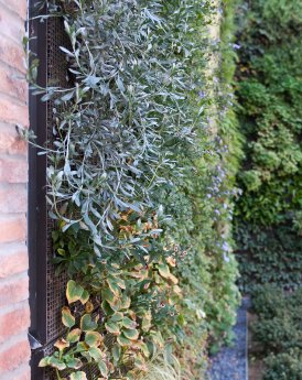 Foto 3 Fassadengarten.jpg