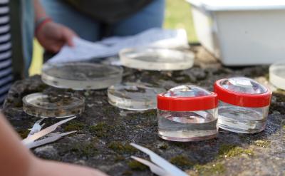 Untersuchung von Makrozoobenthos zur Gewässergütebestimmung / Bild: HFR