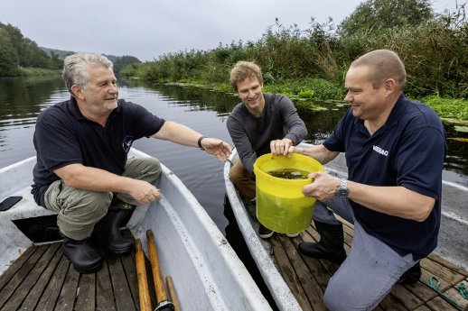 PM_WE25_25_Aalbesatz LAV + WEMAG in Schwaan_Foto 2 WEMAG Stephan Rudolph-Kramer_IMG_7641.jpg