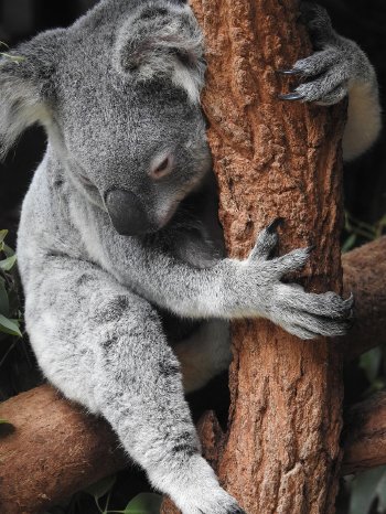 Australien-koala-4450420_1280.jpg