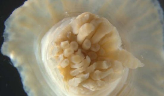 Abb1_PM-Marine-Biodiversitaet-Kopie_2400x1400-720x420.jpg
