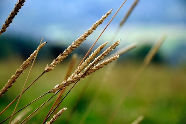 agriculture-cereal-crop-68590_600x399.jpg