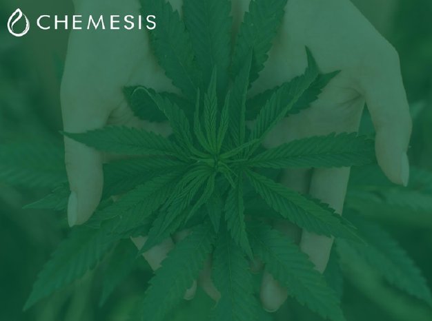 Chemesis International - Marihuanablüte.jpg