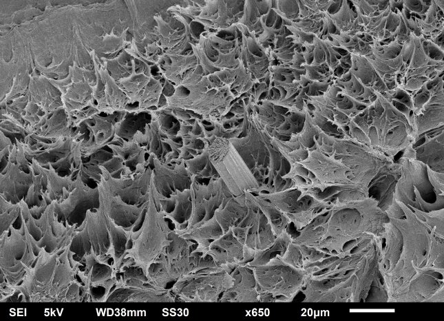 Cellulose fibre in an ocean of polymer_MK.jpg