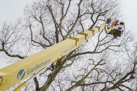 Mithilfe einer Lkw-Arbeitsbühne holten zwei Mitarbeiter des kommunalen Dienstleistungsbetriebs der Stadt Wesel (ASG) die Nester der Saatkrähen vorsichtig aus den hochgewachsenen Platanen