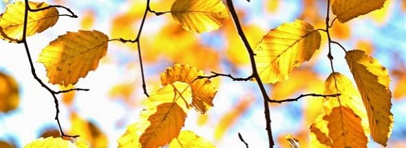 autumn-1042346_960_720-590x215.jpg