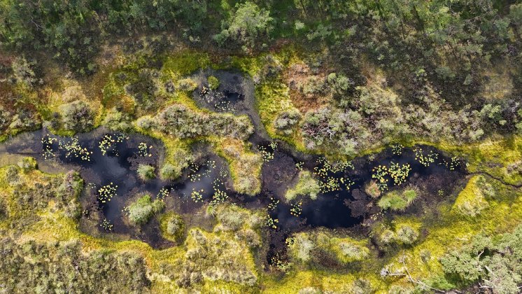 Regenerierter Torfstich im Otternhagener Moor_Foto Marcel Hollenbach.JPG