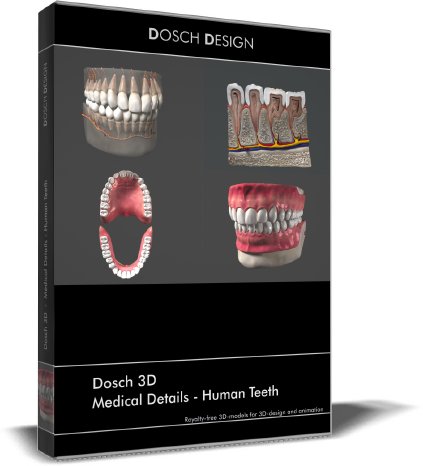 D3D-MedicalDetails-Human-Teeth.jpg