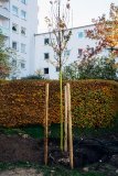 Neu gepflanzte Bäume im Quartier werden mit smarter Technologie bewässert