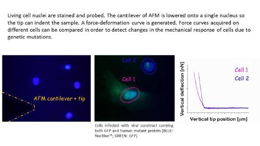 Experimental summary of mechanical measurements in the research of Ilaria Pecorari