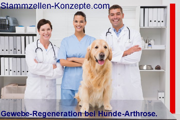 Hunde-Arthose-behandeln-Stammzelltherapie.jpg