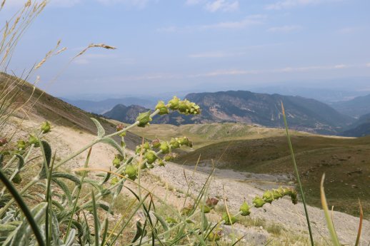 Sideritis_2_(c)_Theodoridis.JPG