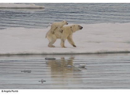 polarbear_419_tcm83-770661[1].jpg