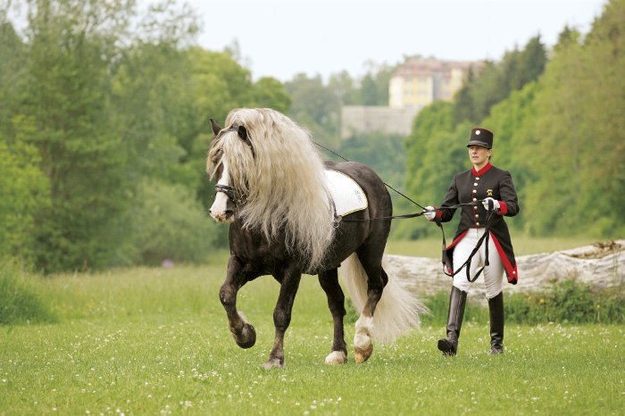 GestütMarbach_BildquelleBoiselle.jpg