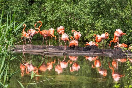Gleich neben ihrem bisherigen Domizil erhalten die Kubaflamingos im Schweriner Zoo ein modernes Zuhause. Tierfreunde können dieses Vorhaben noch unterstützen. Foto: WEMAG/Stephan Rudolph-Kramer