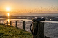 Deichkrone am Wattenmeer in der Morgendämmerung mit einem Fernglas auf einem Holzpfahl und einem Schwarm Watvögel über dem Watt. Eine Deichkrone an der niedersächsischen Nordseeküste kurz nach Sonnenaufgang im Oktober: Im Vordergrund liegt ein Fernglas mit Trageriemen auf einem Holzpfahl, dahinter das ablaufende Watt mit Prielen, über dem ein dichter Schwarm kleiner Watvögel aufsteigt, am Horizont eine Insel im Dunst. Symbolbild zur Vogelbeobachtung während der Zugvogeltage.