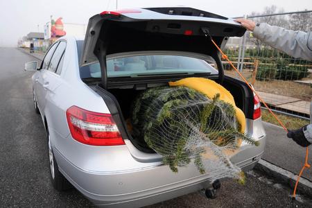 Auch für den Baumtransport im Kofferraum gilt: mit Spanngurten sichern