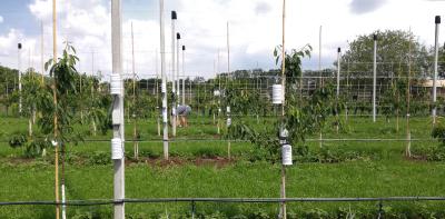 Paarweise direkt am Baum und etwas abseits davon angeordnete Funksensormodule, mit denen Lufttemperatur, Luft- und Blattfeuchte zum Monitoring des Mikroklimas in einer Obstanlage am Lehr- und Versuchszentrum Gartenbau Erfurt gemessen werden. Foto: IMMS.