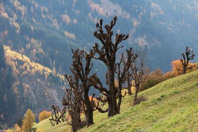 Frühling in Meran