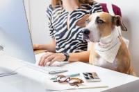 Hund im Büro: Der Vierbeiner als Gesundheits-Booster und Corporate Plus