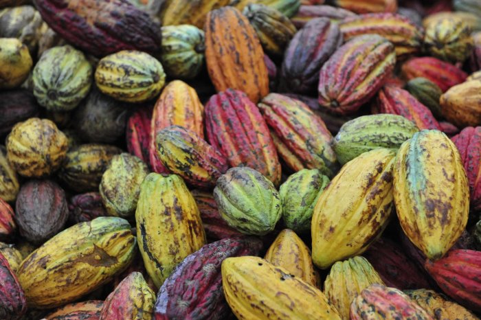 RS_Kakaofrüchte_bunt_4.png