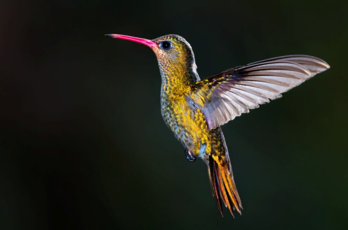 Kolibri_AdobeStock.jpg