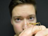 Mit ihren Antennen erkundet die Stabheuschrecke ihre Umgebung / Foto: CITEC/Universität Bielefeld