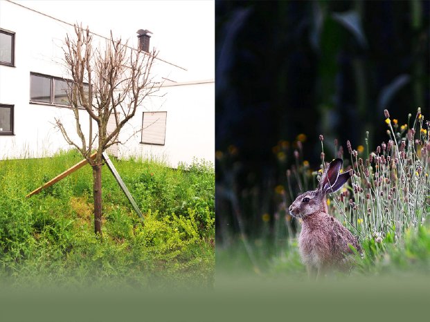 WES-Tag-der-Umwelt-2021-Baum-Hase.jpg