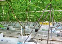 Gartenbau / © IPM/Messe Essen