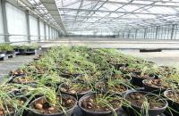 Seit dem 1. August steht am SKZ ein Gewächshaus mit 500 m² Fläche für ganzjährige Prüfungen zur Verfügung