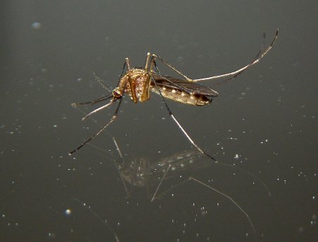 stechmucke_culex_pipiens_c_kruger.jpg