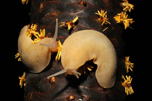 Abb4_PM MOTY Voting.jpg