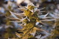 Cannabisblüte, Foto: AdobeStock