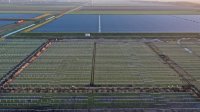 55 MWp solar power in the Netherlands to be built by GOLDBECK SOLAR