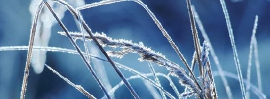 ice-grass-590-586x215.jpg
